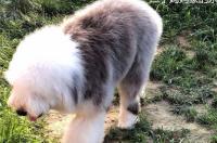 请问古牧犬好养吗有什么优缺点 古牧犬属于什么类型