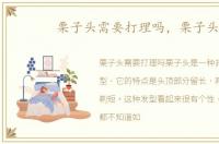 栗子头需要打理吗，栗子头