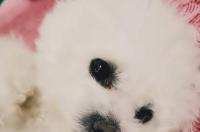 小型宠物狗智商排名前十 聪明听话的小型犬