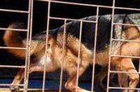 怎么样饲养德国牧羊犬幼犬？ 牧羊幼犬怎么饲养
