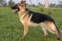 边牧好还是德牧好，哪个好养？ 黑背犬和德牧哪个好