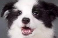 陨石边境牧羊犬价格，陨石边境牧羊犬多少钱一只？ 陨石边牧 价格
