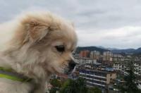 为什么狗狗要驱虫？ 狗狗为什么要驱虫