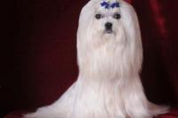 有谁对马尔济斯犬了解的吗？ 马尔济斯犬的优缺点及性格