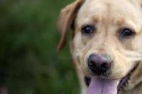 狗得犬瘟热，从有病一般病多久会基本稳定情况，而因犬瘟热死的都大约都病了多久？ 狗狗得犬瘟多久死