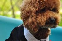 贵宾犬体重预测？ 巨型贵宾犬体重对照表