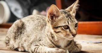网上哪里可以买宠物猫 建议实体店选购