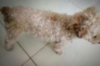 卷毛的小型犬有哪些？ 小型卷毛狗品种及