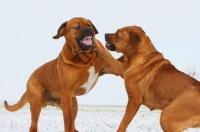 日本土佐犬多少钱一只 日本土佐犬