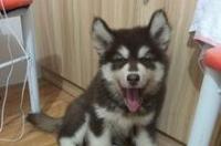 养阿拉斯加犬一个月大概花多少钱？ 养阿拉斯加犬要多少钱