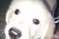 平毛寻回犬是小型犬吗？ 小型寻回犬