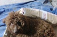 贵宾和泰迪的区别，其实泰迪就是贵宾犬？ 泰迪属于玩具贵宾犬吗