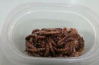 地图鱼吃什么鱼饲料？ 地图鱼吃面包虫吗