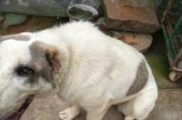 中亚犬哪个品种最好？ 中亚犬