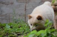 这是什么狗狗？ 小中华田园犬可爱