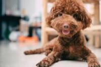 泰迪属于贵宾吗？ 泰迪狗属于贵宾犬吗