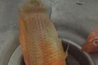 清道夫鲟鱼趴在缸底一动不动 鲟鱼为什么叫清道夫