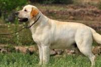 如何辨别拉布拉多幼犬？ 拉不拉多幼犬