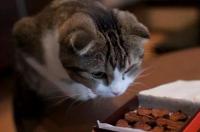 猫吃巧克力会死吗？ 猫吃巧克力中毒的症状