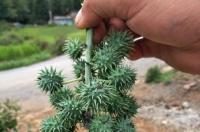 山药和柿饼能一起吃吗 蓖麻子根治痔疮