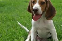 犬类品种大全？ 猎兔犬品种大全