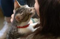 小猫咪种族有多少？ 猫一共有多少个品种
