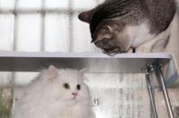 新手第一次养猫应该养什么猫？ 第一次养猫适合养什么猫