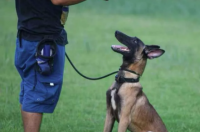 训犬师培训机构哪家好 武汉训犬师培训机构