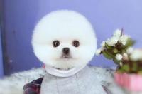 茶杯犬多少钱？ 茶杯犬的价格 价钱