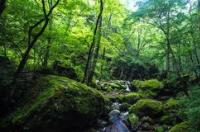 2022陕西牛背梁景区门票优惠政策详情 牛背梁国家森林公园