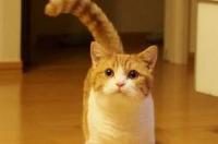 一只曼赤肯猫的幼仔多少钱 曼赤肯猫幼崽多少钱一只