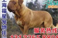 宠物托运公司哪家好？ 专业宠物托运公司