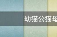 怎么分别公猫母猫？ 公猫母猫怎么区分