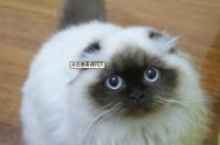 喜马拉雅种猫的价格是多少？ 喜马拉雅种猫作品