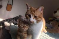猫咪无偿领养协议？ 宠物猫无偿领养