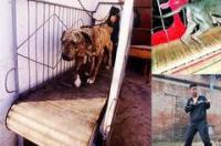 法斗犬价格？ 斗狗及价格