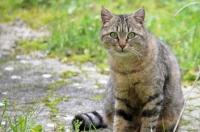 狸花猫大概多少钱一只？ 纯种狸花猫价格多少钱一只