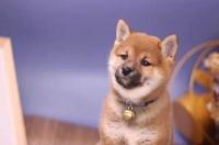 柴犬多少钱一只？ 柴犬多少钱一只中国