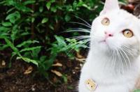 土猫怎么养要注意什么 田园猫怎么养
