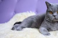 一只纯种英国短毛猫要多少钱？ 英国蓝猫价格