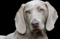 伯恩山犬一般人养不起？ 像伯恩山的小型犬