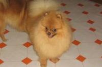 花博美犬是什么品种？ 博美犬大全大图 品种