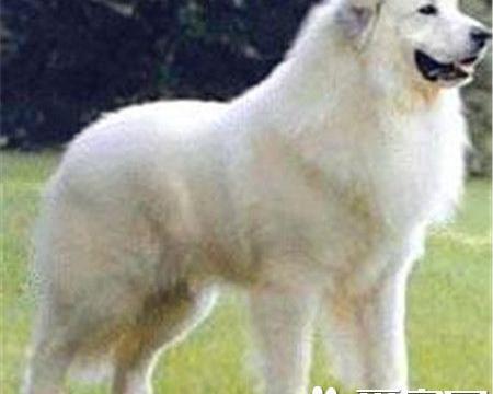 成年大白熊犬的价格 一般价格1500至3000元