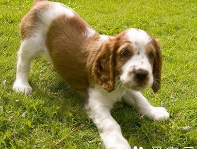 史宾格智商排名 该犬比较聪明易训练