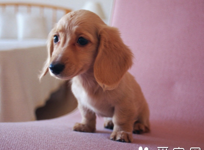 短毛小型犬品种 小型犬要求的运动量小