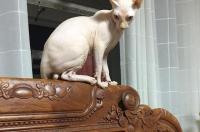 平时家里养的宠物猫有什么品种。顺便告诉下价格？ 宠物价格查询