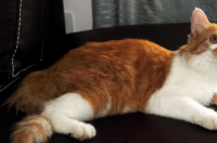 安哥拉猫和哪些猫配？ 安哥拉猫的