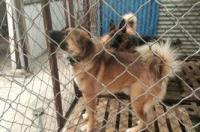 中国本土最大的猎犬？ 中国本土狗