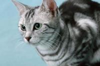 宠物猫的种类？ 常见宠物猫的品种