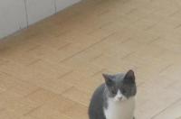 猫会认识家吗，猫咪会不会自己回家？ 宠物猫长什么样子